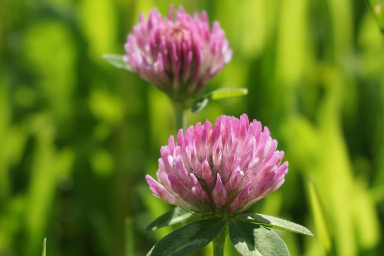 Appartements Blumenwiese 拉姆绍达赫斯坦 外观 照片
