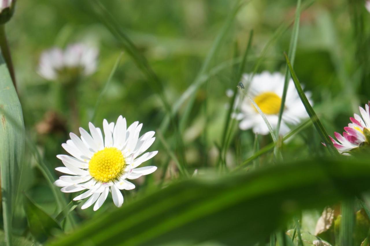 Appartements Blumenwiese 拉姆绍达赫斯坦 外观 照片